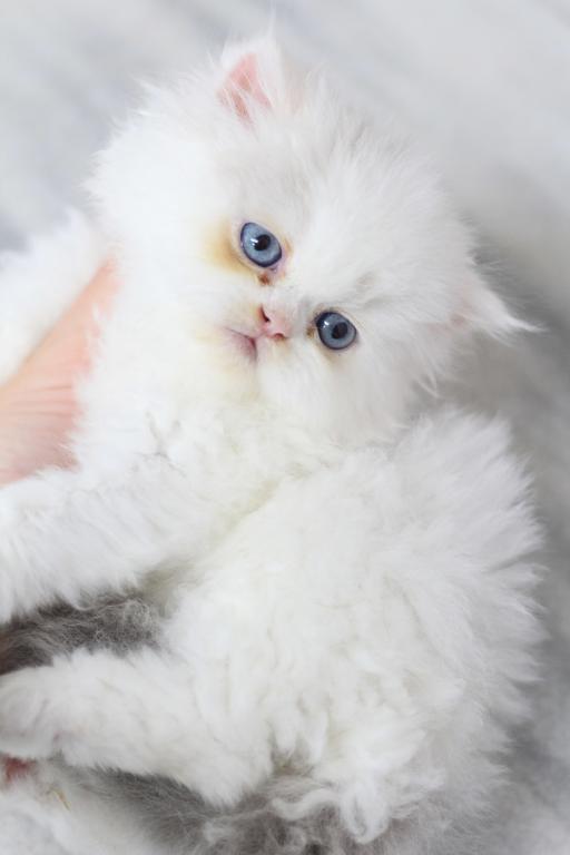 Toulouse Blue Eyes photo 1