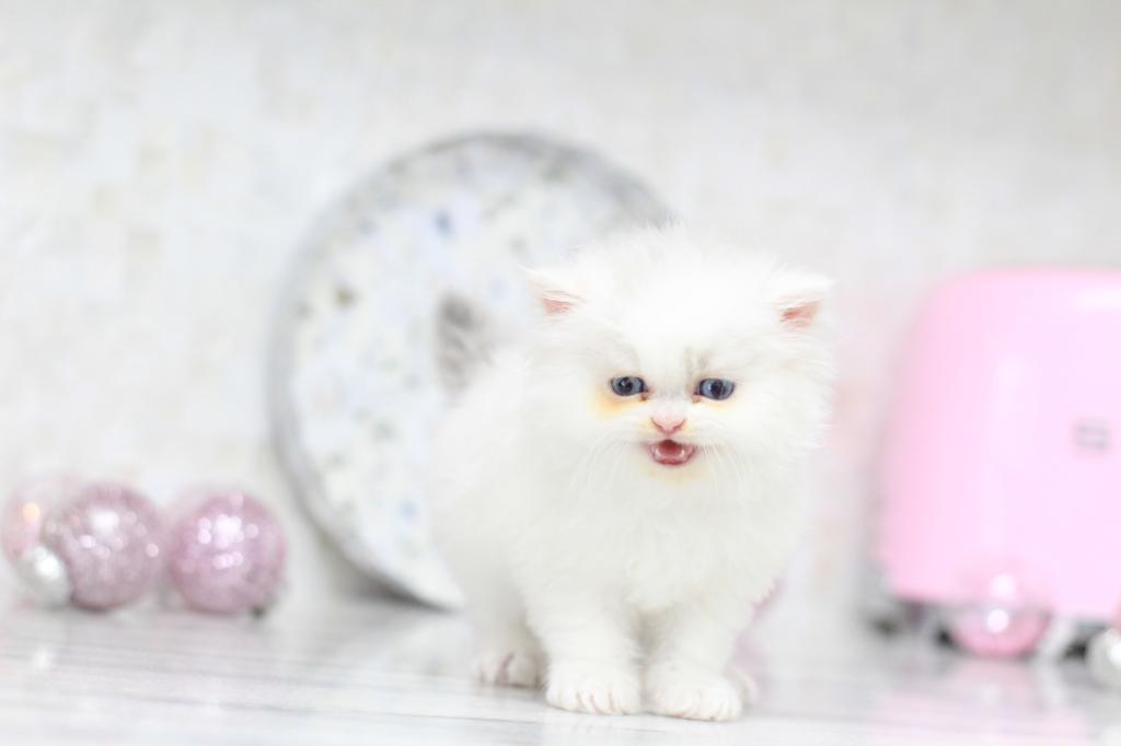 Toulouse Blue Eyes photo 3