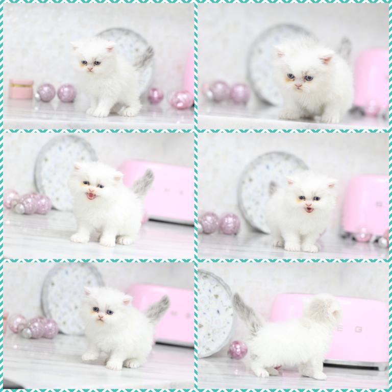 Toulouse Blue Eyes photo 10