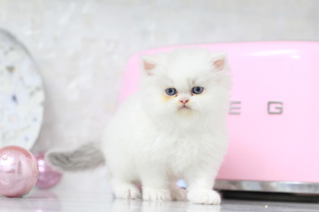Toulouse Blue Eyes photo 11