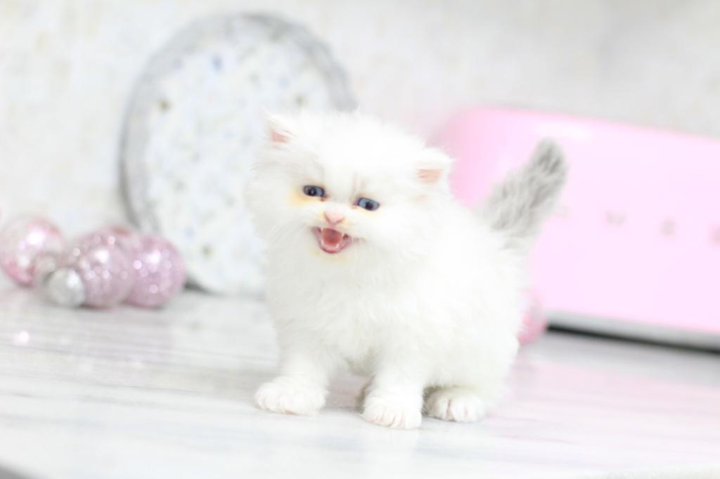 Toulouse Blue Eyes photo 2