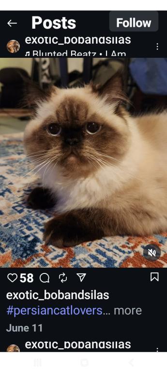 Mariah's Kittens photo 5