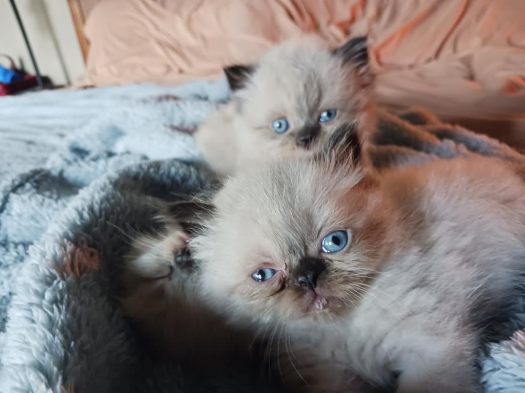 Mariah's Kittens photo 8