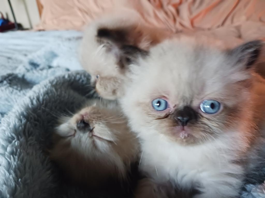 Mariah's Kittens photo 9
