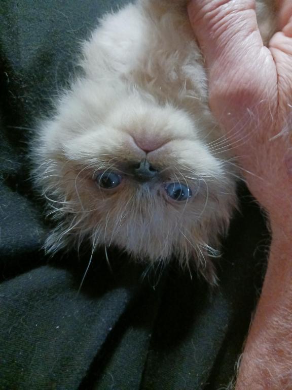 Mariah's Kittens photo 3