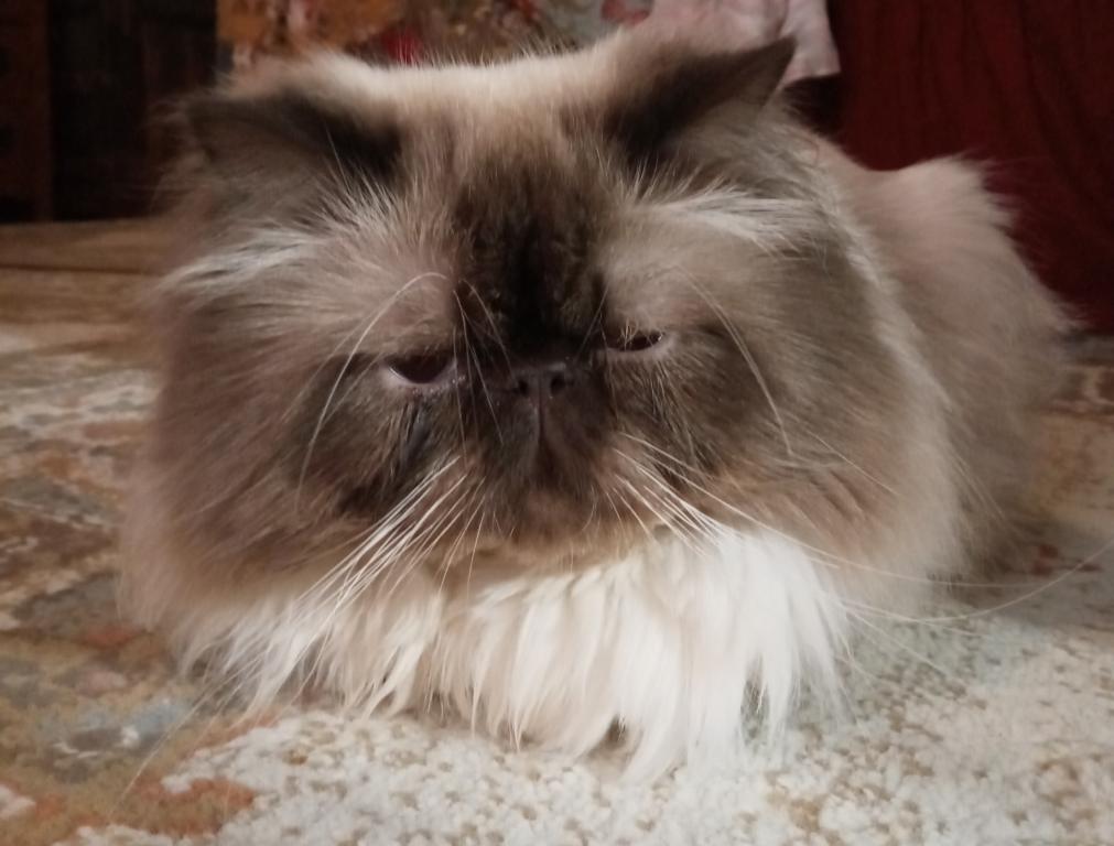 Mariah's Kittens photo 6
