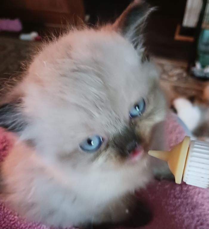 Mariah's Kittens