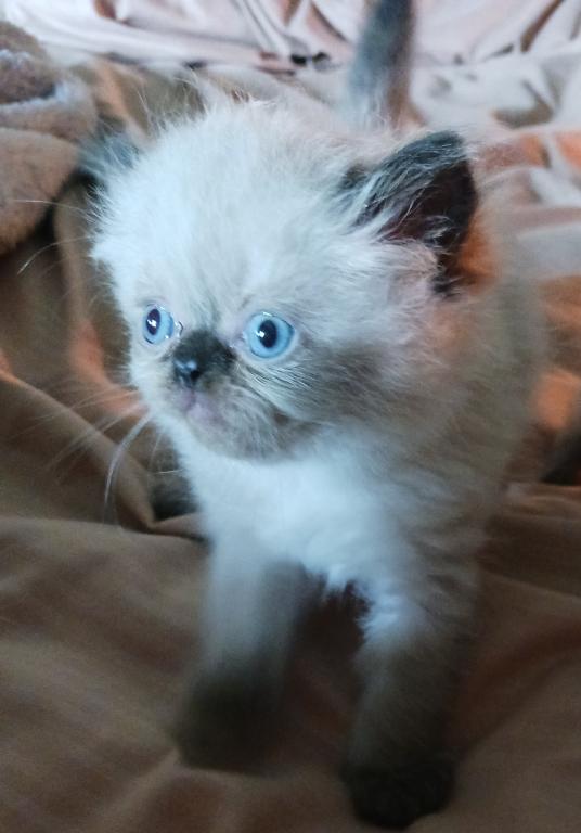 Mariah's Kittens photo 10