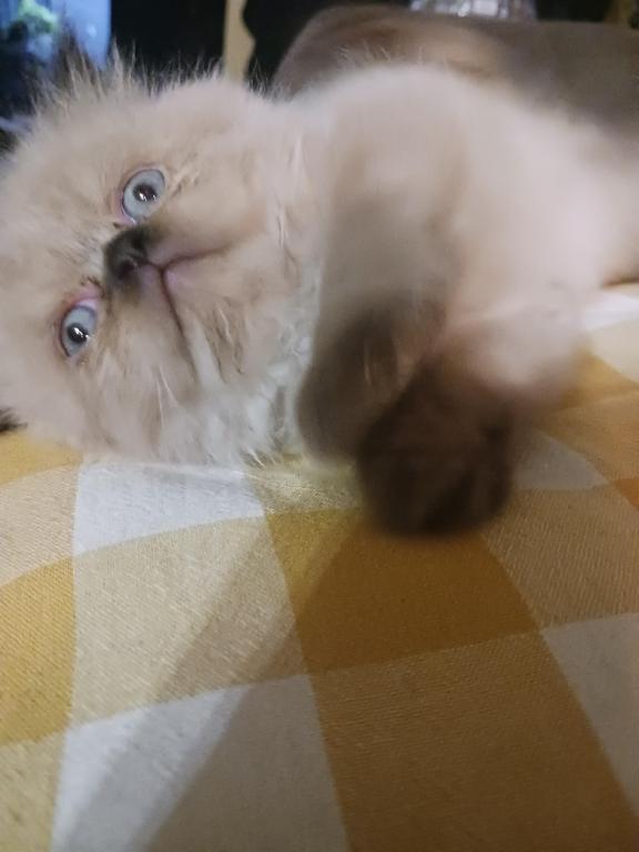 Mariah's Kittens photo 7
