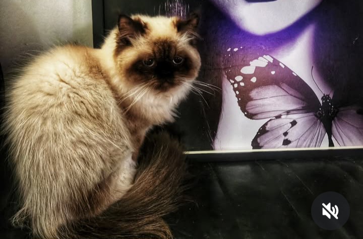 Mariah's Kittens photo 4