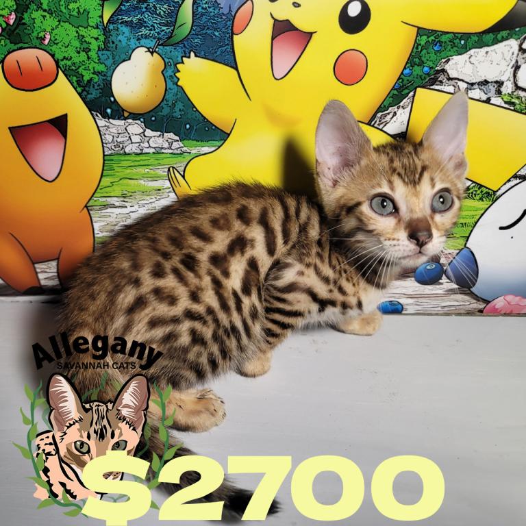 F4 Savannah Female Pikachu photo 1