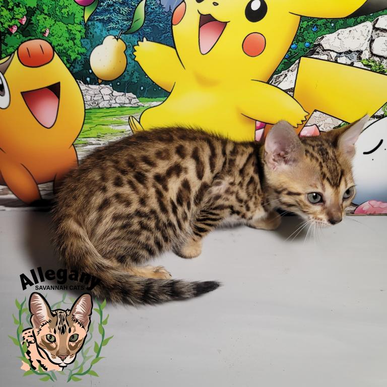 F4 Savannah Female Pikachu photo 2