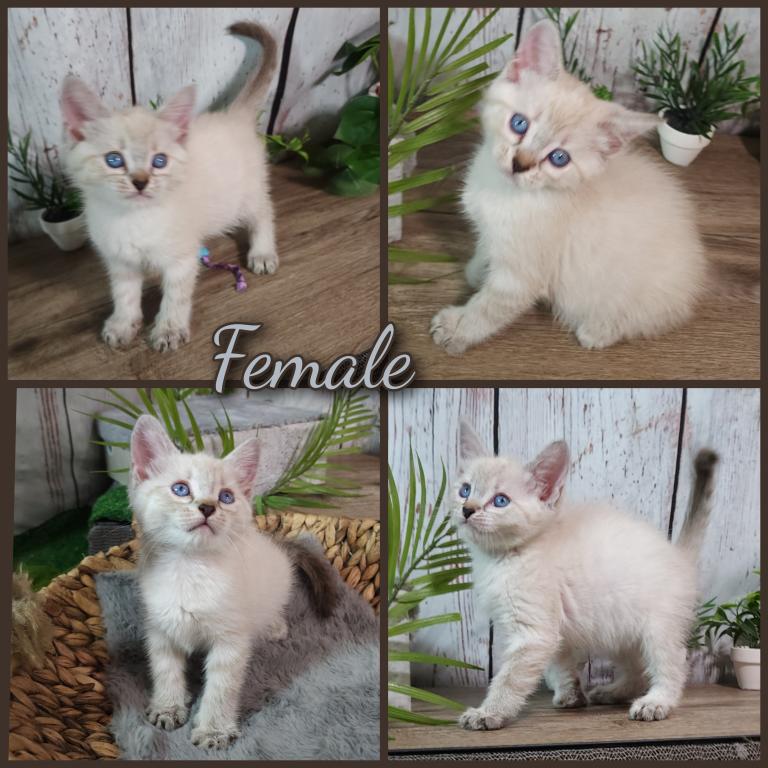 Siberian Masquerade Ragdoll Kittens photo 15