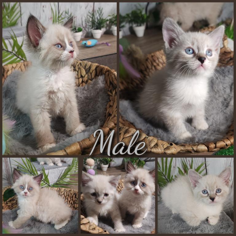 Siberian Masquerade Ragdoll Kittens photo 17