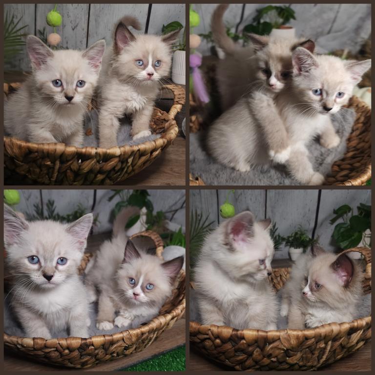 Siberian Masquerade Ragdoll Kittens photo 13