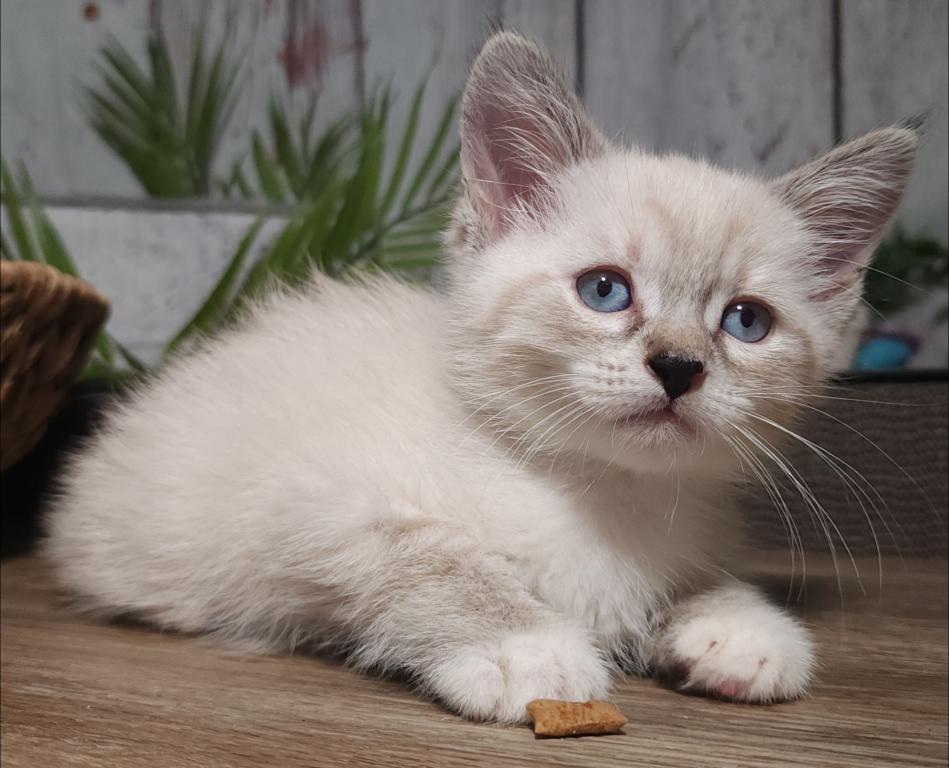 Siberian Masquerade Ragdoll Kittens photo 7