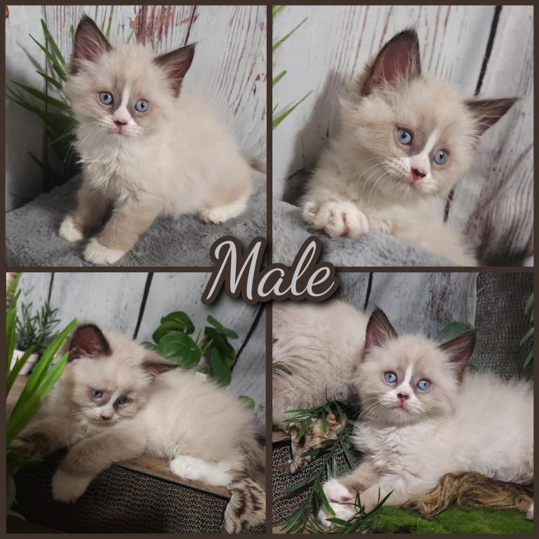 Siberian Masquerade Ragdoll Kittens photo 19