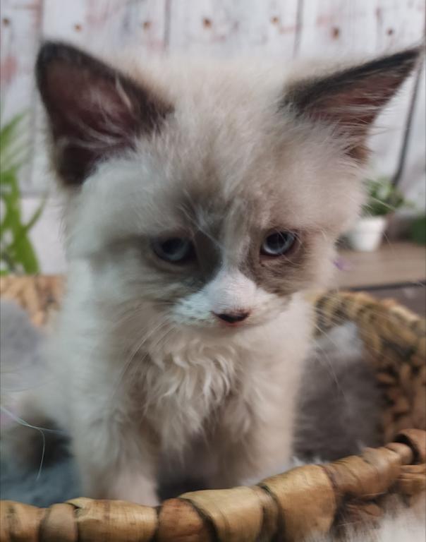 Siberian Masquerade Ragdoll Kittens photo 2