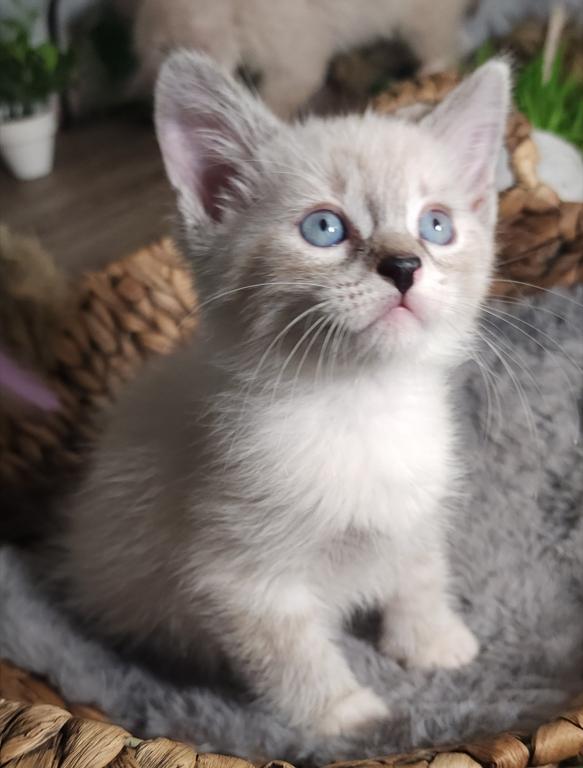 Siberian Masquerade Ragdoll Kittens photo 9