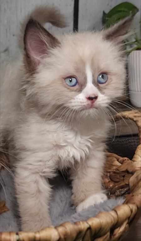Siberian Masquerade Ragdoll Kittens photo 8