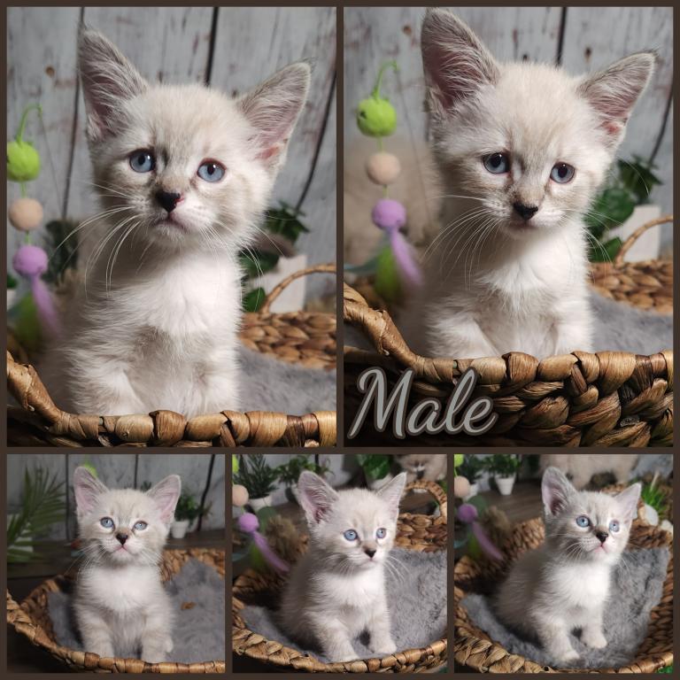 Siberian Masquerade Ragdoll Kittens photo 18