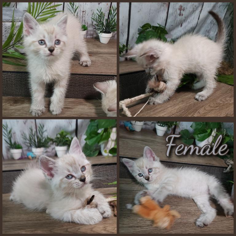Siberian Masquerade Ragdoll Kittens photo 16