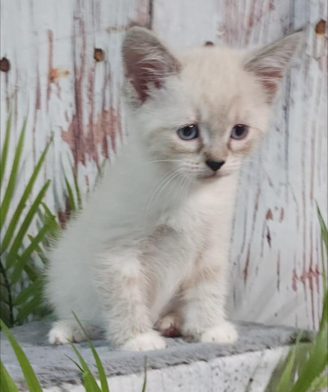 Siberian Masquerade Ragdoll Kittens photo 4