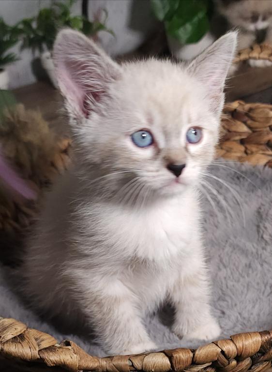 Siberian Masquerade Ragdoll Kittens photo 10