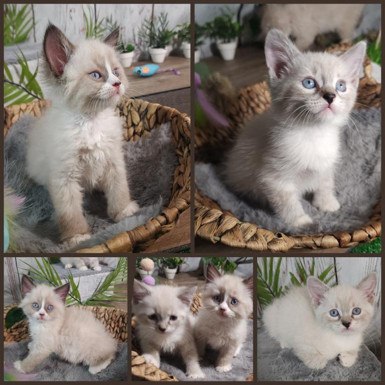 Siberian Masquerade Ragdoll Kittens photo 14