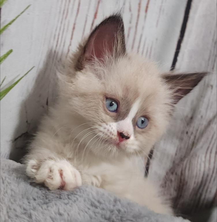 Siberian Masquerade Ragdoll Kittens photo 5