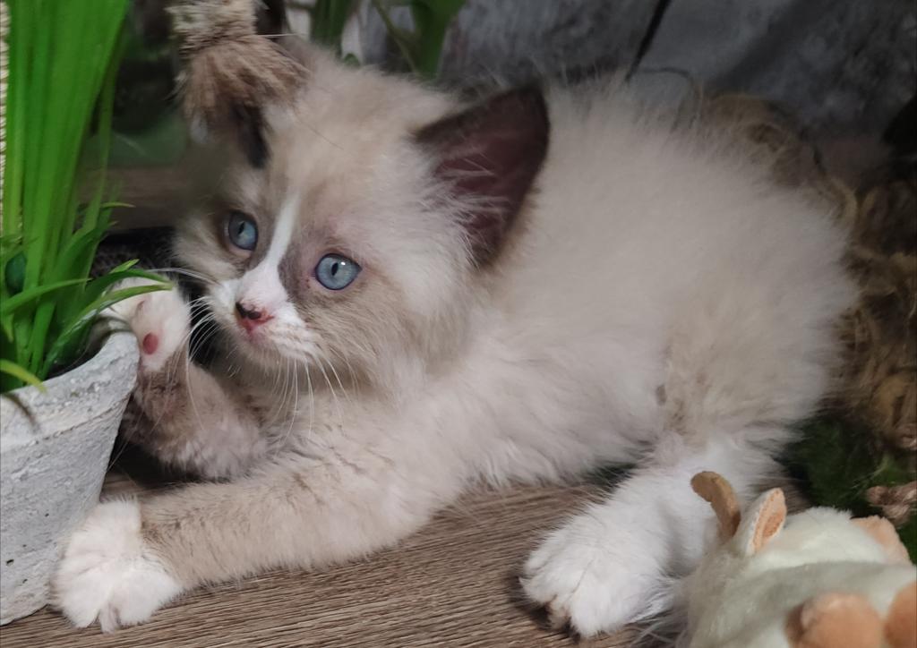 Siberian Masquerade Ragdoll Kittens photo 11