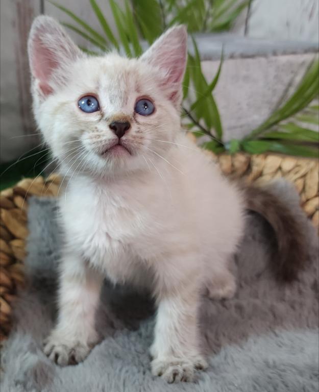 Siberian Masquerade Ragdoll Kittens photo 3