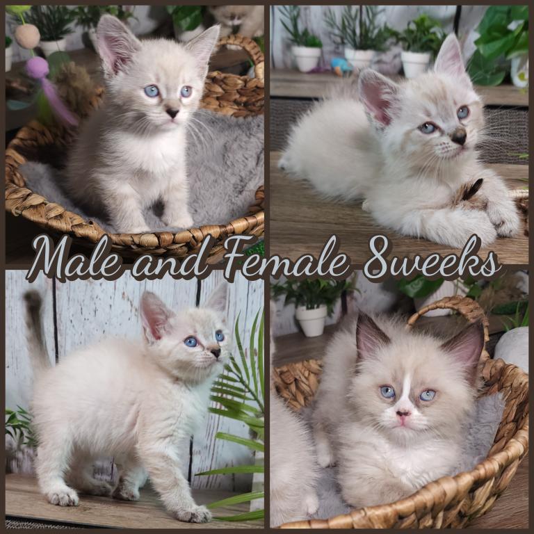 Siberian Masquerade Ragdoll Kittens photo 1
