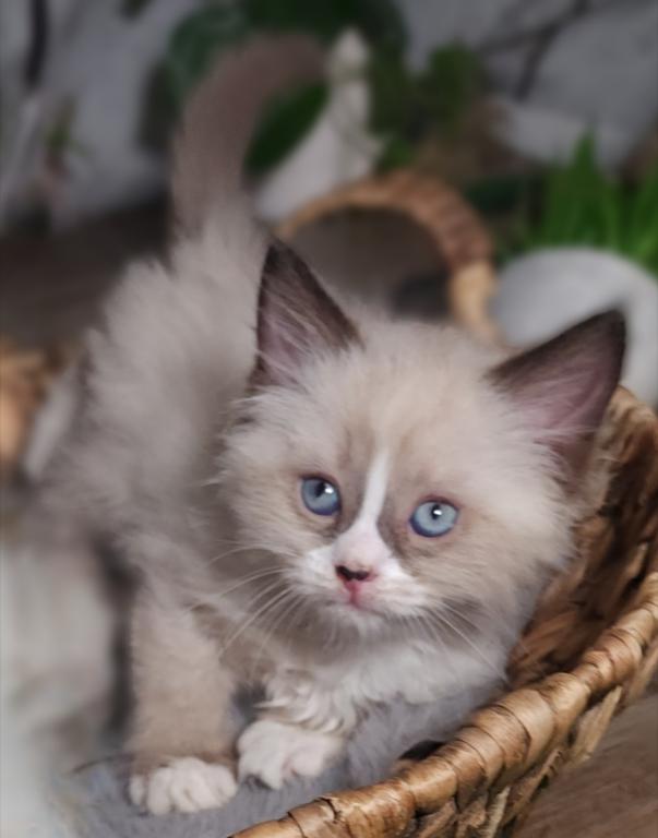 Siberian Masquerade Ragdoll Kittens photo 6