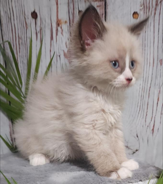 Siberian Masquerade Ragdoll Kittens photo 12