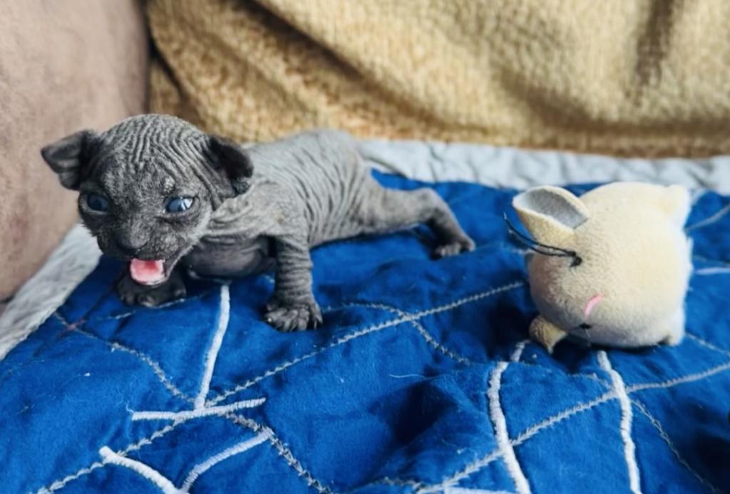 Gray Green Eyes  Sphynx Pittsburg Cleveland photo 2