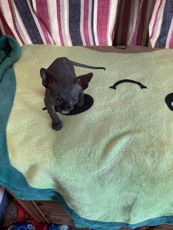 Gray Green Eyes  Sphynx Pittsburg Cleveland photo 12
