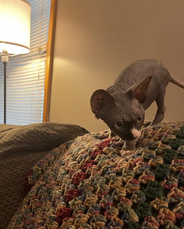 Gray Green Eyes  Sphynx Pittsburg Cleveland photo 5