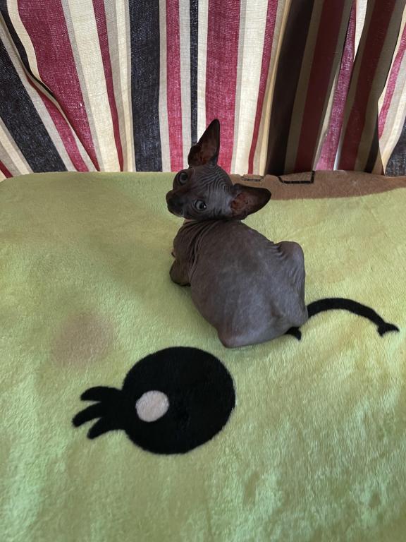 Gray Green Eyes  Sphynx Pittsburg Cleveland photo 8