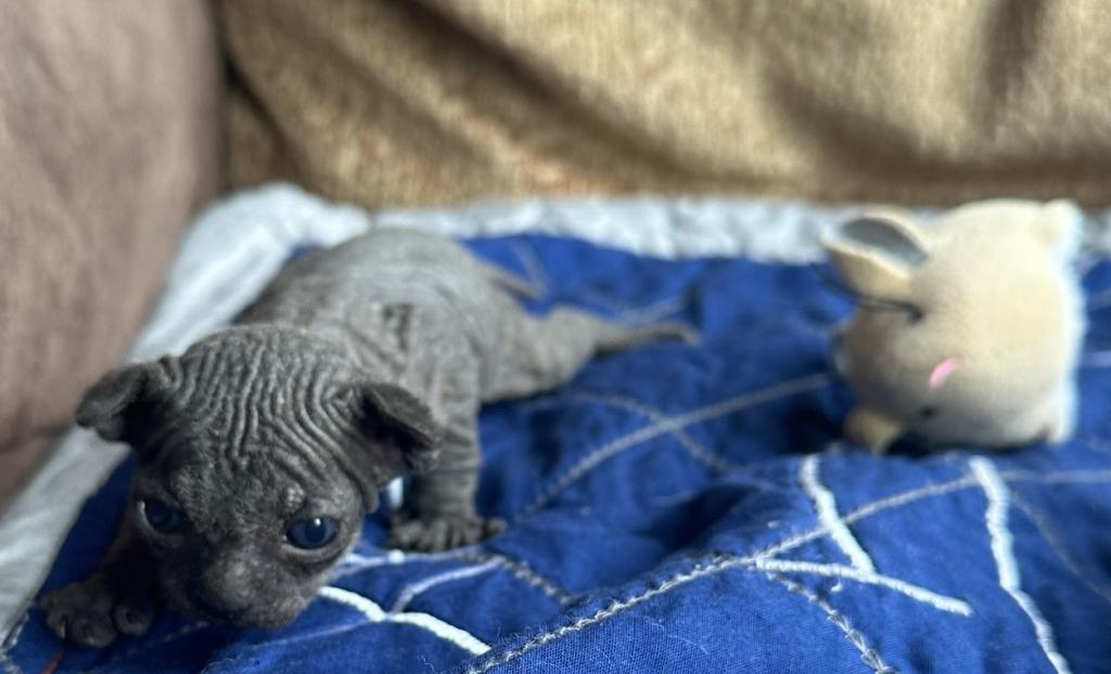 Gray Green Eyes  Sphynx Pittsburg Cleveland photo 1