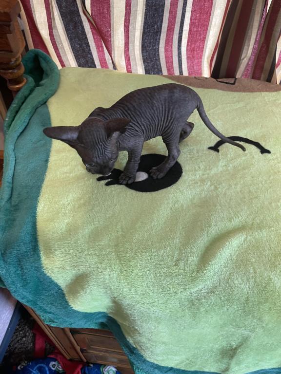 Gray Green Eyes  Sphynx Pittsburg Cleveland photo 10