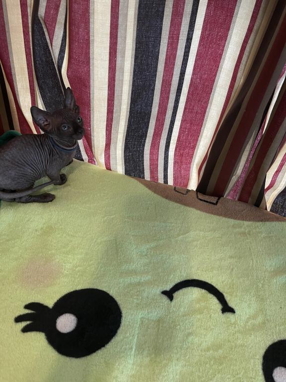 Gray Green Eyes  Sphynx Pittsburg Cleveland photo 9