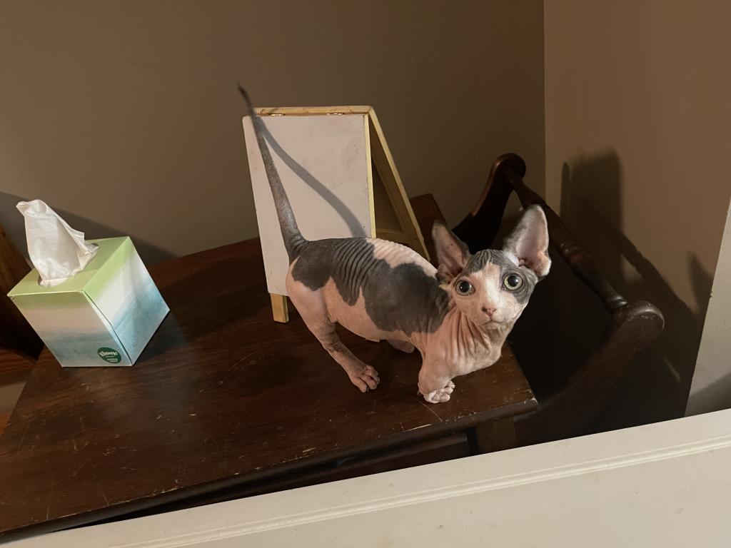 Gray Green Eyes  Sphynx Pittsburg Cleveland photo 3