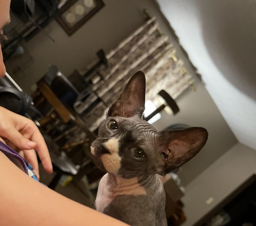 Gray Green Eyes  Sphynx Pittsburg Cleveland photo 7