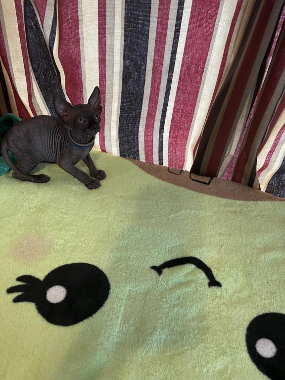 Gray Green Eyes  Sphynx Pittsburg Cleveland photo 11