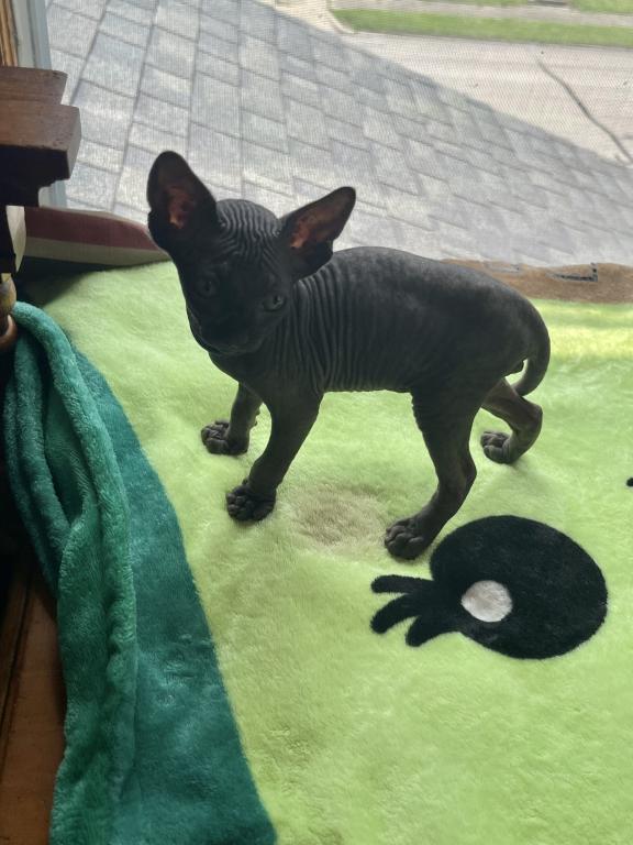 Gray Green Eyes  Sphynx Pittsburg Cleveland photo 13