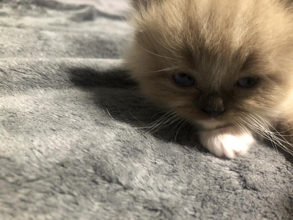 Luna photo 2