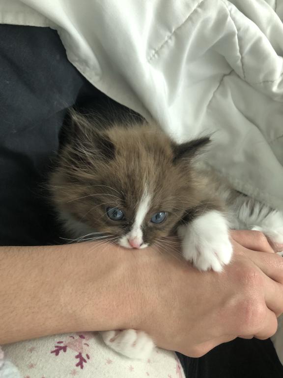 Luna photo 13