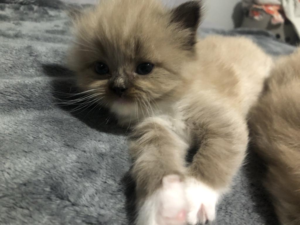 Luna photo 4