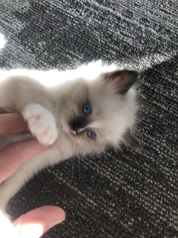 Luna photo 6